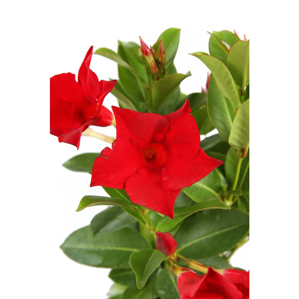 Dipladenia hybride: C0.5L - Coloris variables