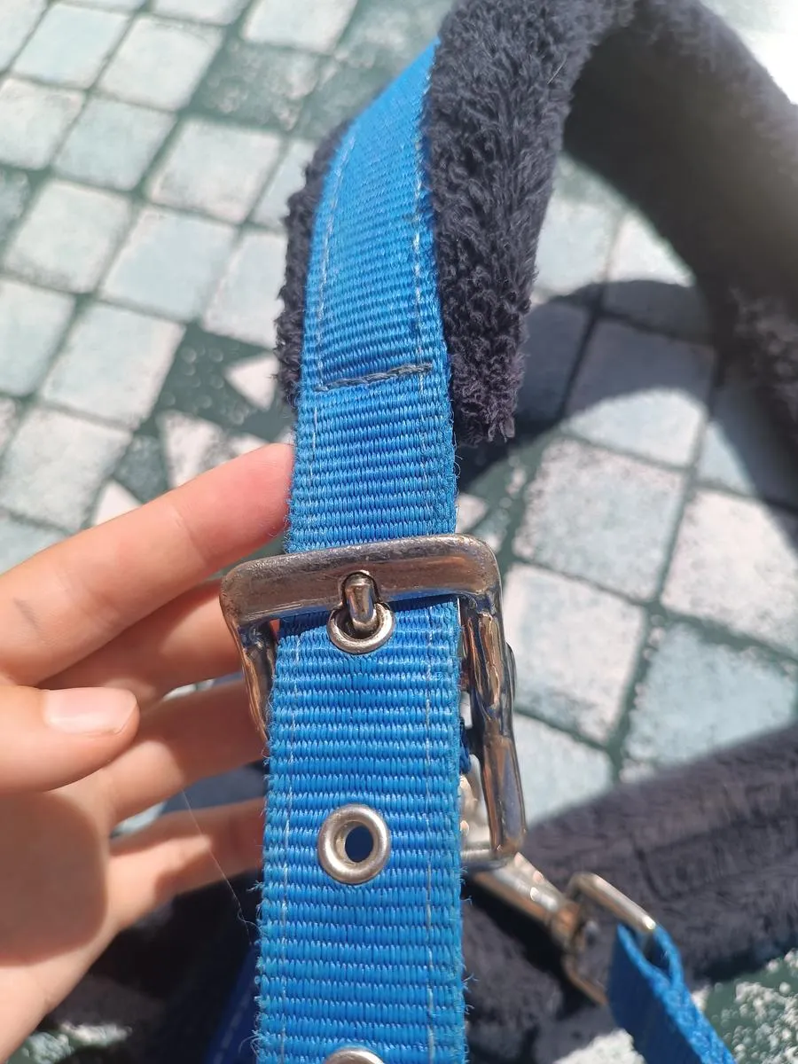 Licol Fouganza bleu roi